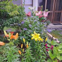 ねじ花見っけ・・・♪