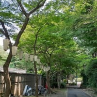「伊豆榮 梅川亭」の青もみじ