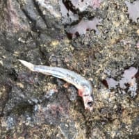 南薩地磯のショアジギング*\(^o^)/*