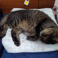 多分寝てる