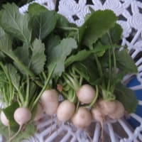 野菜の収穫