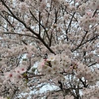 桜🌸桜🌸桜