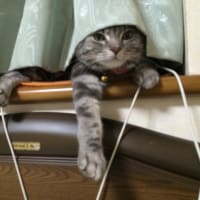 カーテンが邪魔だわ(^^)
