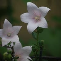 今月最初に撮ったお花