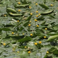 大沼公園に   “コウホネ”   咲き誇る．．．