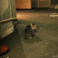 夜の川反（終）〜夜のマチアルキニスト