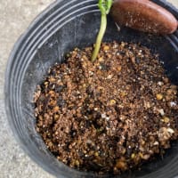 ポポの発芽