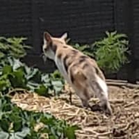 逃げて行くネコさん。
