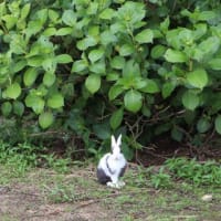 インスタで人気の可愛い仔に会えました 🐰