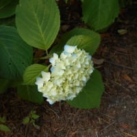 涼しいんだか…蒸し暑いんだか…(-＿-)ｳｰﾑ　紫陽花も咲いてきた！