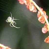 スイバに網を張る小さな蜘蛛