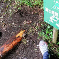 サンショウバラの湯船山に