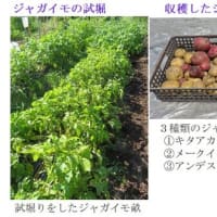 夏野菜の植付＿５（サツマイモ） － 2024.6上 －