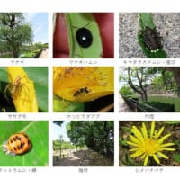 大阪城公園