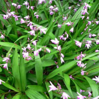 春の花：甘菜紫蘭