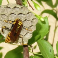 キアシナガバチ（1齢幼虫）（富山市）