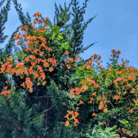 凌霄花