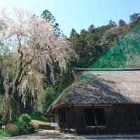 日高市の高麗神社にシダレ桜を見に行った！