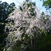 下呂温泉のしだれ柳