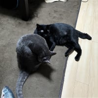 コショコショ話とエペエペｗ