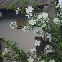ノウゼンカズラ ・ムクゲ