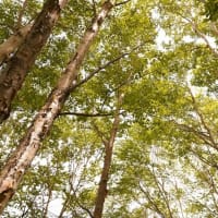 入笠山に咲く　クリンソウ・九輪草
