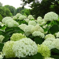 「相模原麻溝公園」では白と赤の「アナベル」ラスト景！！
