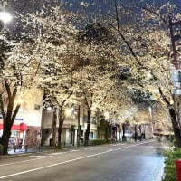 桜咲き始め