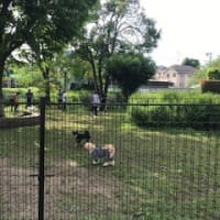 杉並どうぶつ相談員の記事ご紹介🐕