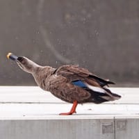 05/19　キジ、オオヨシキリ