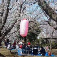 さくら祭り