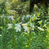 日比谷公園のユリ