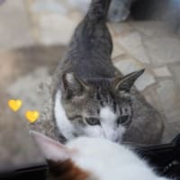 シャー子さんとサバキチ君の朝の挨拶♪