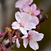 桜    開花    続き