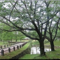 於大公園 ： 花見2024・・・今年於大公園で咲いた２０種類の桜景色をご覧ください。