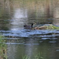 大きな沼のコアジサシ等
