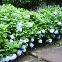あじさい寺