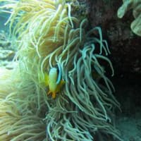 石垣島でのんびり　ファンダイビング
