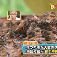 「日本ミツバチ」「オオスズメバチ」「日本ミツバチの蒸し殺し戦術」