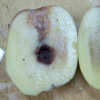 一杯獲れるハルカを収穫です