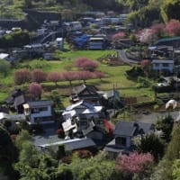篠窪（しのくぼ）にて　篠窪大橋の上から見る「八重桜」の景色 (2024/04/19)