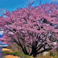 酒匂川の桜