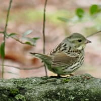 ツグミは去ったがアオジはまだ