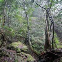 きいのこ山２