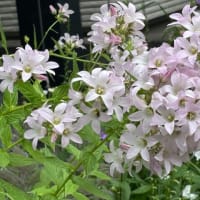 庭の花々