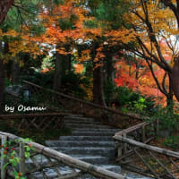白鳥庭園の紅葉