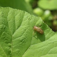 ベニバナイチヤクソウの群生