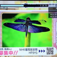 NHK TV放送（チョウトンボ）