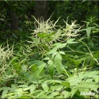 オニノヤガラ 咲きました(^^)♪。