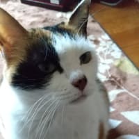 今日のにゃんこ(●ↀωↀ●)✧